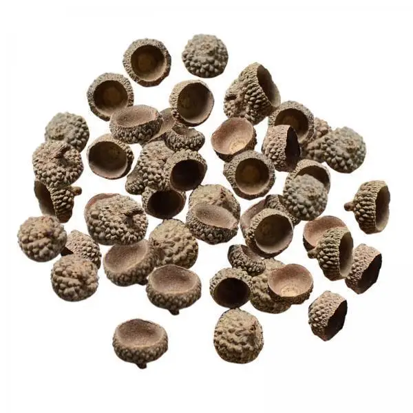 5x 100Pcs Acorns Bulk Acorns Caps for Craft Wedding Flower Arrangement DIY Christmas Autumn Table Scatter Photo Props