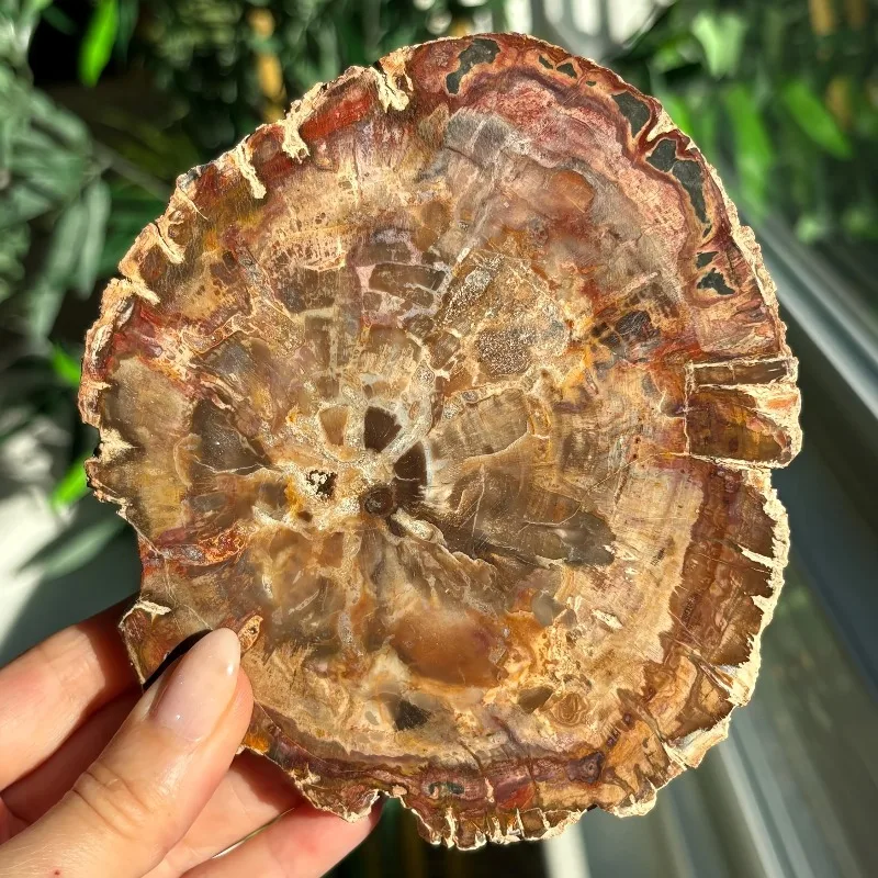 

400-500 г CrystalHola, окаменелость, деревянная плита, натуральные нестандартные гладкие окаменелости, Hogar Decoración Espiritual, домашний декор