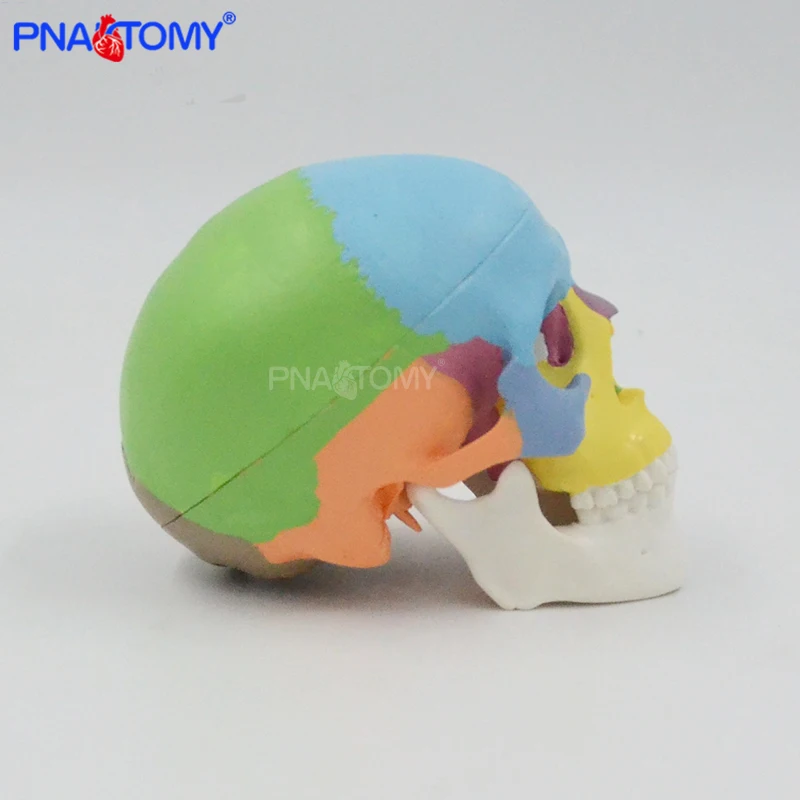 Mini cranio colorato modello staccabile 3 parti strumento anatomico umano risorse didattici regalo medico attrezzatura educativa anatomia