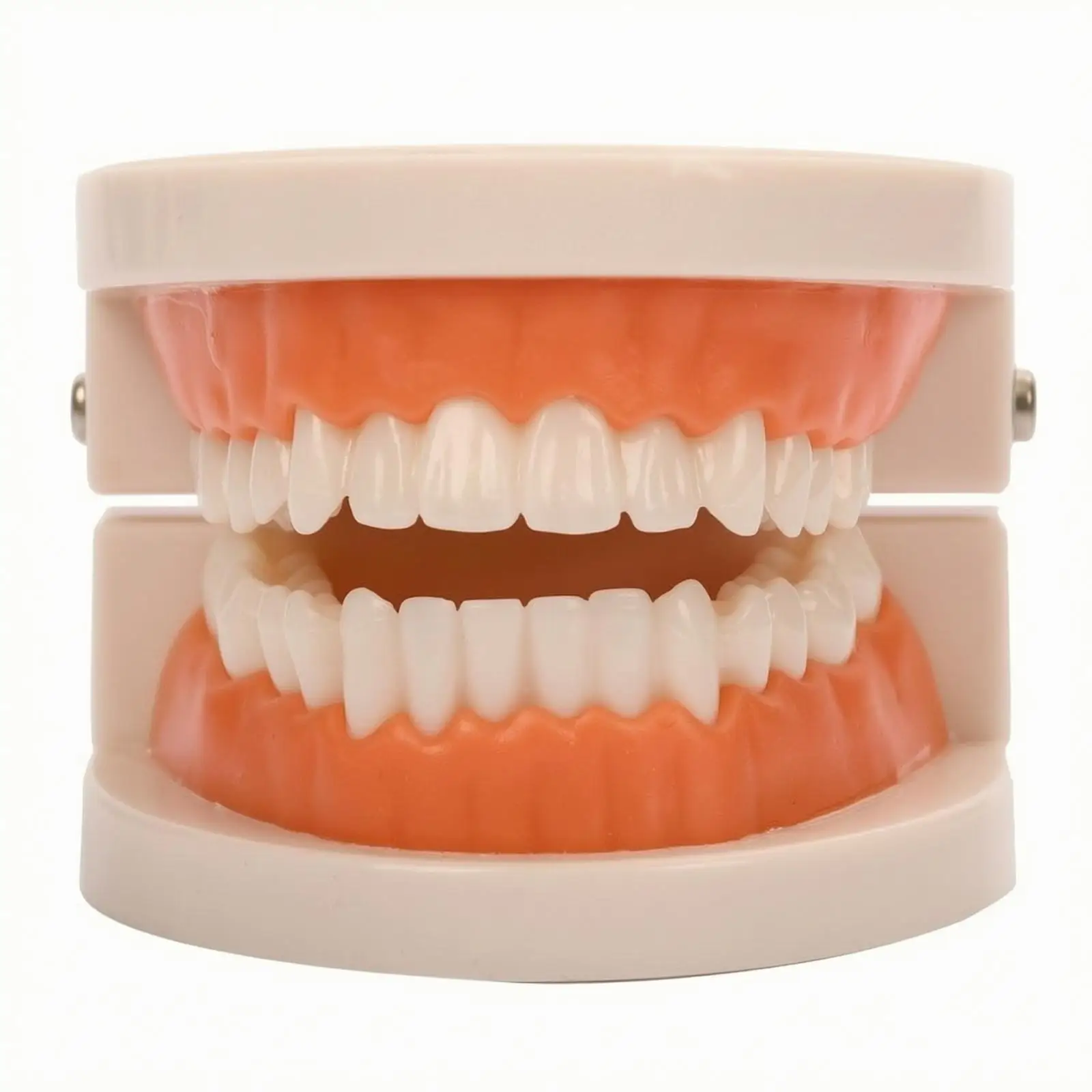 Modèle de dents de la petite enfance pour l'enseignement des méthodes de brossage, mâchoire en plastique pour l'apprentissage dentaire des enfants