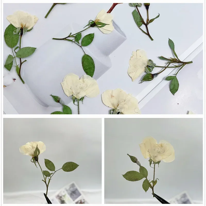 12pcs/lot,Nature white rose branches,real pressed mini rose DIY Wedding invitations graft Bookmark Gift Cards phone case decor