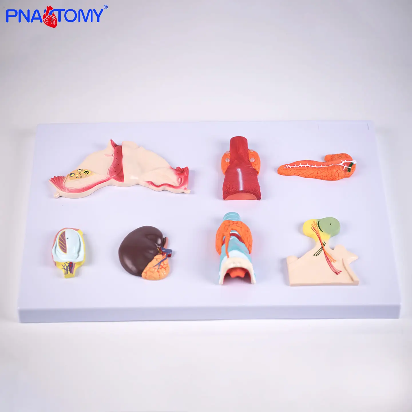 

Human Endocrine Organ model Anatomical Model of Human Endocrine System