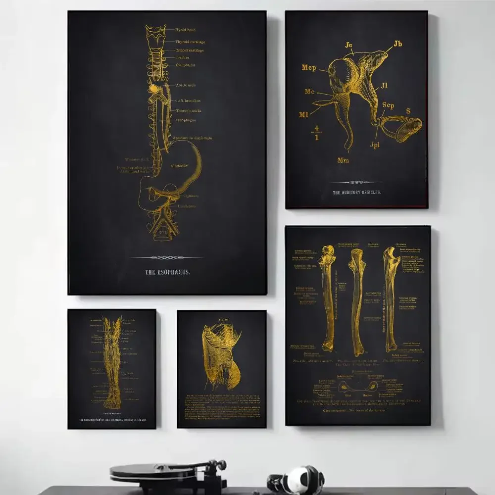 Anatomy Chart Human Body Painting Calligraphy Self Adhesive Wall Art Waterproof Print For Bedroom Hallway Home Decor