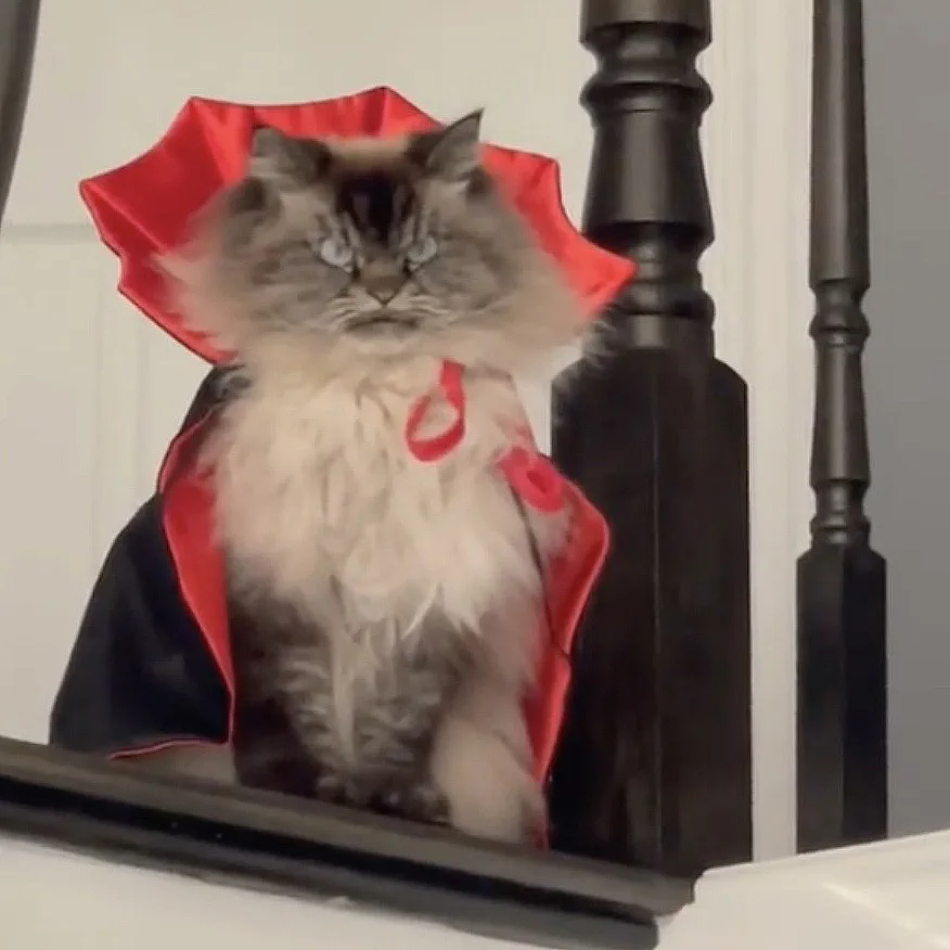 Halloween Cat Vampire Cloak, Costume Halloween Adjustable Pet Cape Costume Clothes