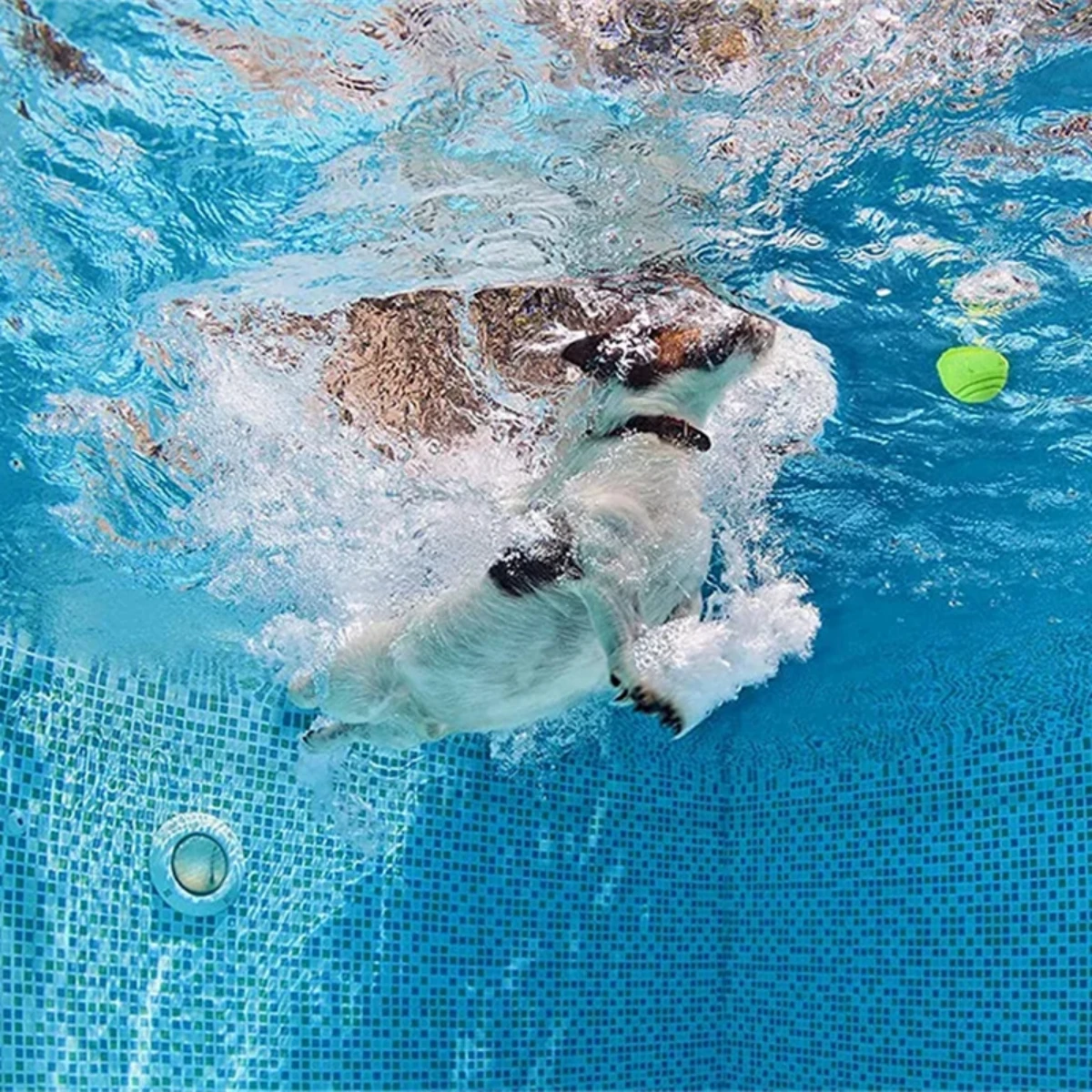 Thumbnail 4 - #7 Compare Puppy Fetch Toys Before You Buy