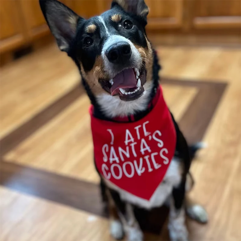 I Ate Santa’s Cookies Pet dog cat puppy boy girl Xmas red Bandana Merry Christmas eve Holiday decoration gift present Photo prop