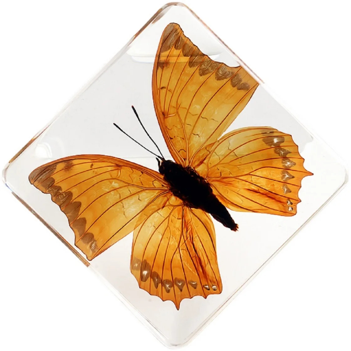 True Butterfly Resin Specimen Gift Box  Creative Collection  Birthday Gift Amber Ornament