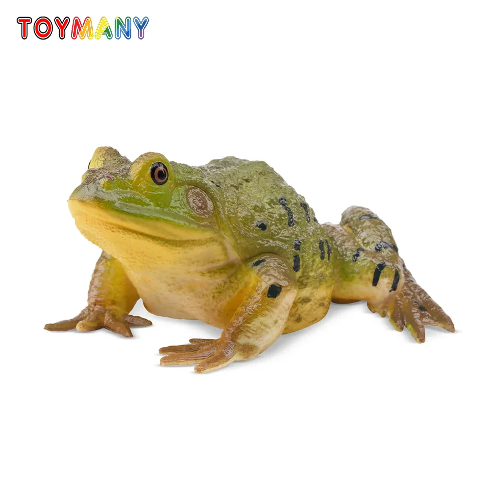 Toymany simulación de rana toro americana, reino de reptiles, modelo Animal, juguete, Mini figuras, muñecas, figuras de acción, juguetes, regalo para niños