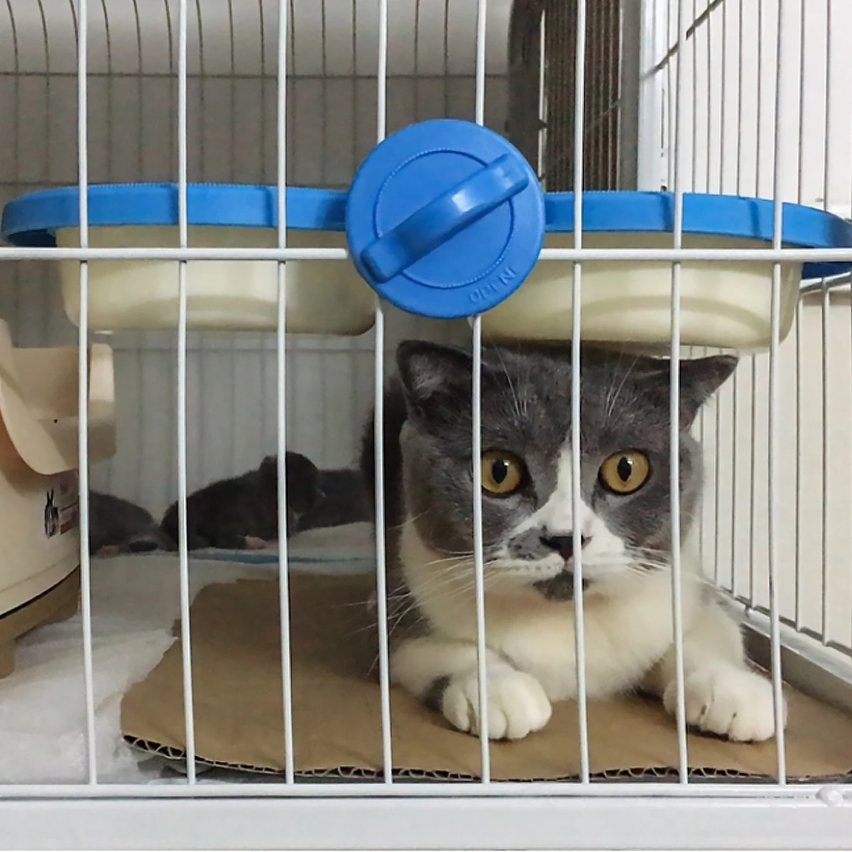 

1pc Hanging Pet Double Bowls Durable Cat Dog Feeder Water Food Bowl Cage Decor Easy Install Smooth Surface Blue S