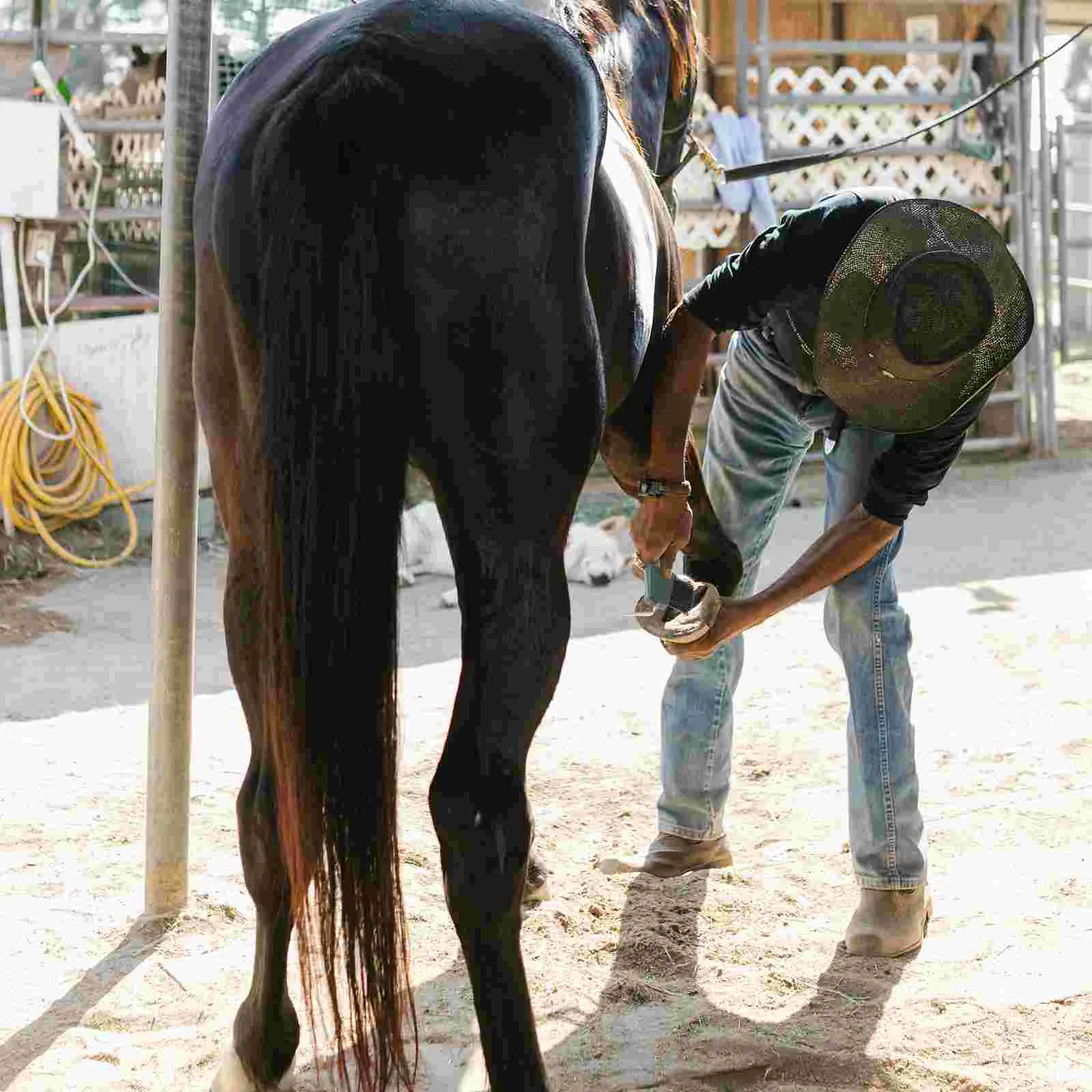 Ferramentas para cuidados com casco de cavalo, escova de limpeza com pontas macias e flexíveis, aliciamento de plástico ocidental