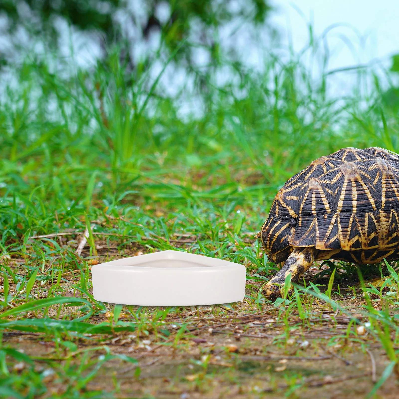 

Ceramic Reptile Feeding Bowl White M Size Safe Easy Clean Prevent Overturn Spill Lizard Frog Turtle Gecko Spider Scorpion Snake