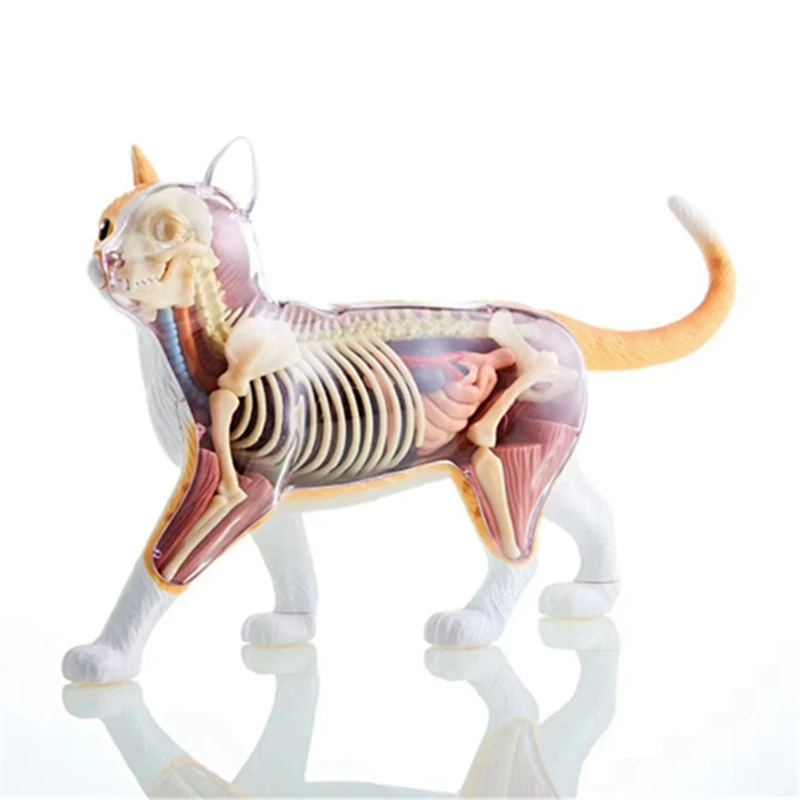 Animal Organ Anatomy Model 4D Cat Intelligence Assembling Toy Teaching Anatomy Model DIY Popular Science Appliances Easy To Use