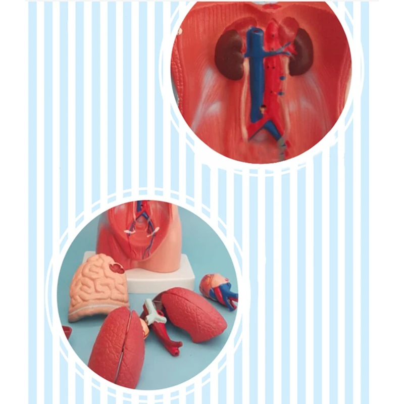 نموذج الجهاز التعليمي للأعضاء البشرية الداخلية ، دمية عارضة أزياء ، 15 أجزاء قابلة للإزالة ، الجذع