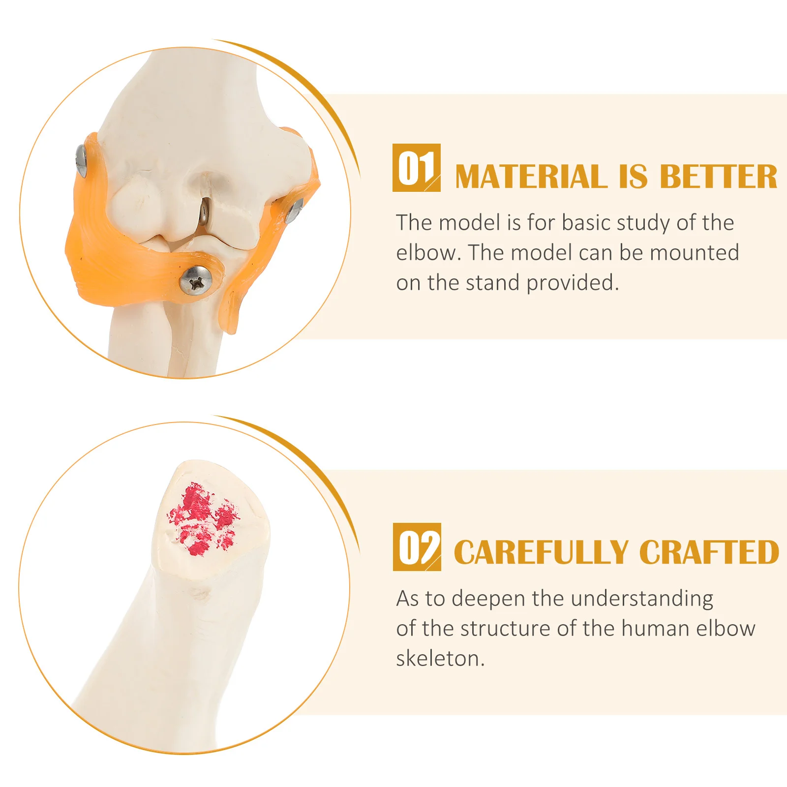 1 Pc Elbow Joint Model Human Model Human Elbow Bone Elbow Model Ancon Joint Model Elbow Bone Model