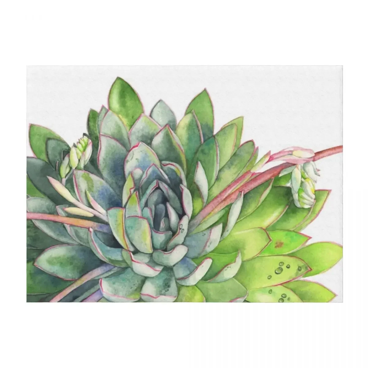 

Succulent Throw Blanket blankets and throws Kid'S Bed linens wednesday Blankets