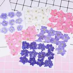 Flores secas prensadas de resina epoxi para marcapáginas, flores secas de larga duración, creación de bricolaje, 12 unidades