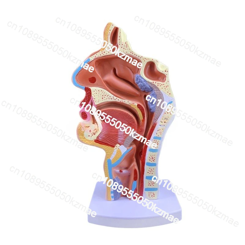 

Применимо к модели ткани для полости рта и носовой структуры.