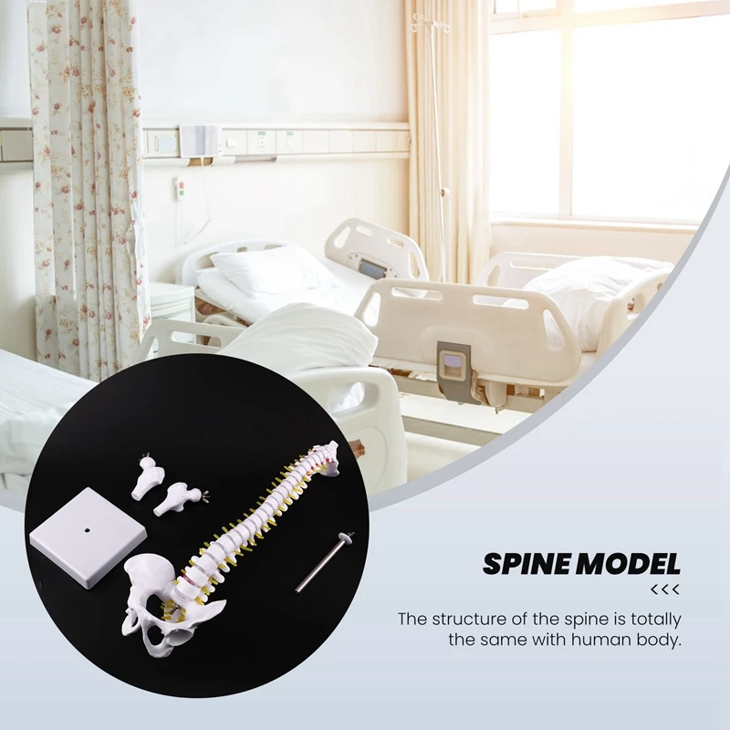 45Cm Flexible 1:1 Adult Lumbar Bend Spine Model Humans Skeleton Model With Spinal Disc Pelvis Model Used For Massage ,Yoga