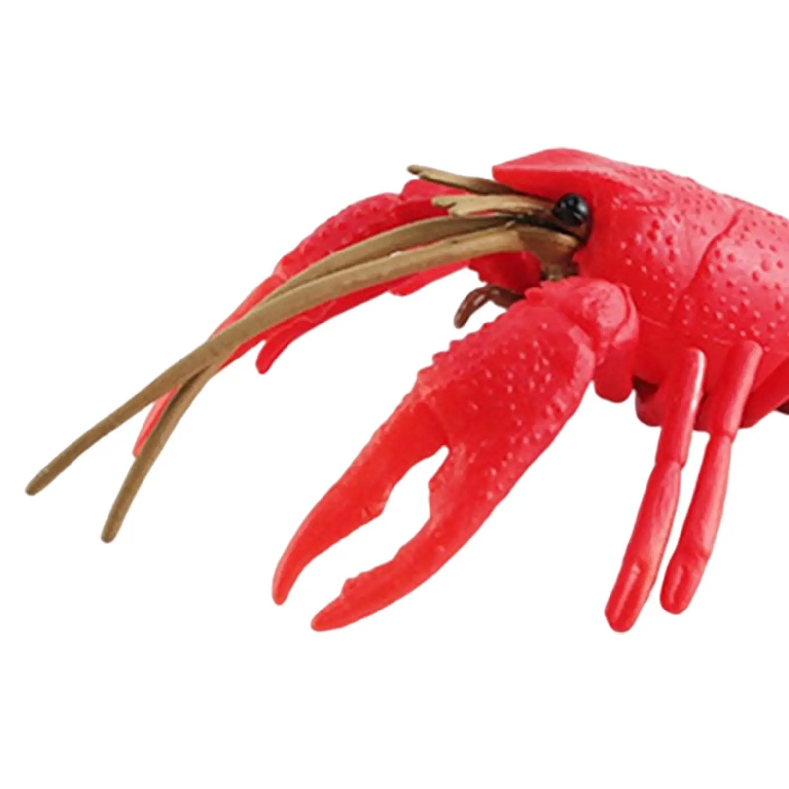 Lobster Life Cycle Model ชีววิทยาของเล่นวงจรชีวิตที่สมจริง Lobster Sea