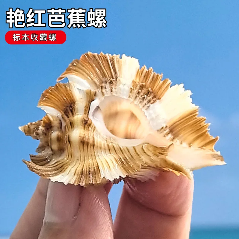 Banana snail natural conch shell rare specimen collection home decoration ornament fish tank landscaping photography