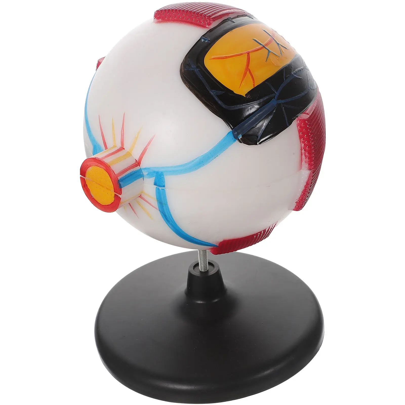 

Увеличенная в 6 раз модель анатомии глаза человека для обучения и наблюдения за структурными слоями, учебное пособие для научного образования