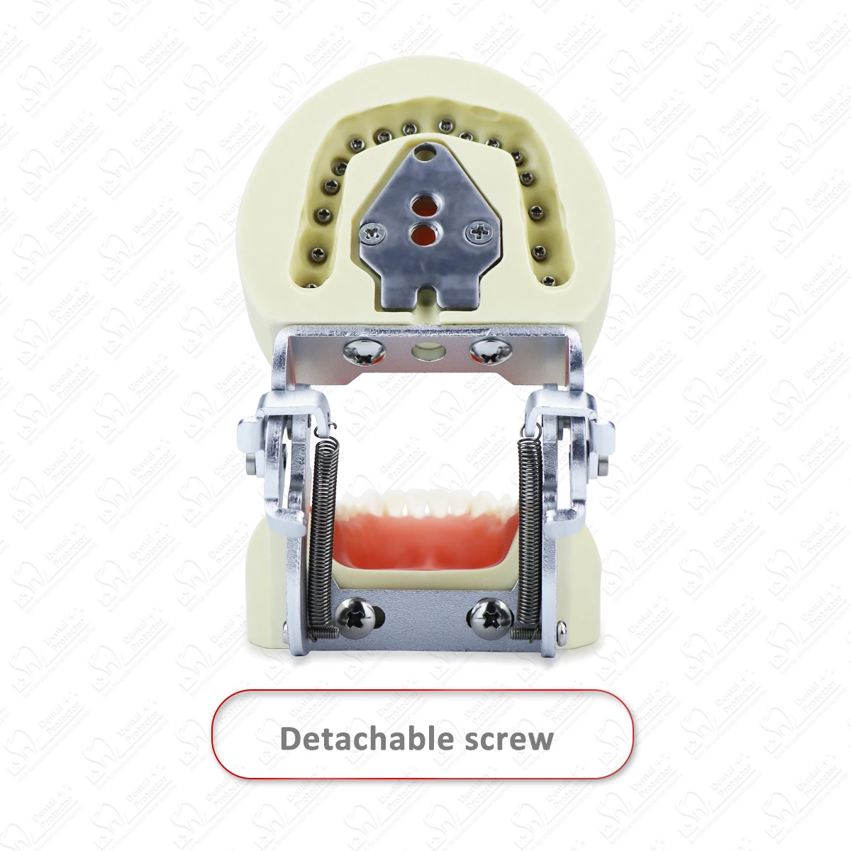 

Модель зубов для зубного техника, тренировка обучения, стоматологии, модели Typodont со съемным зубом для N I SSIN