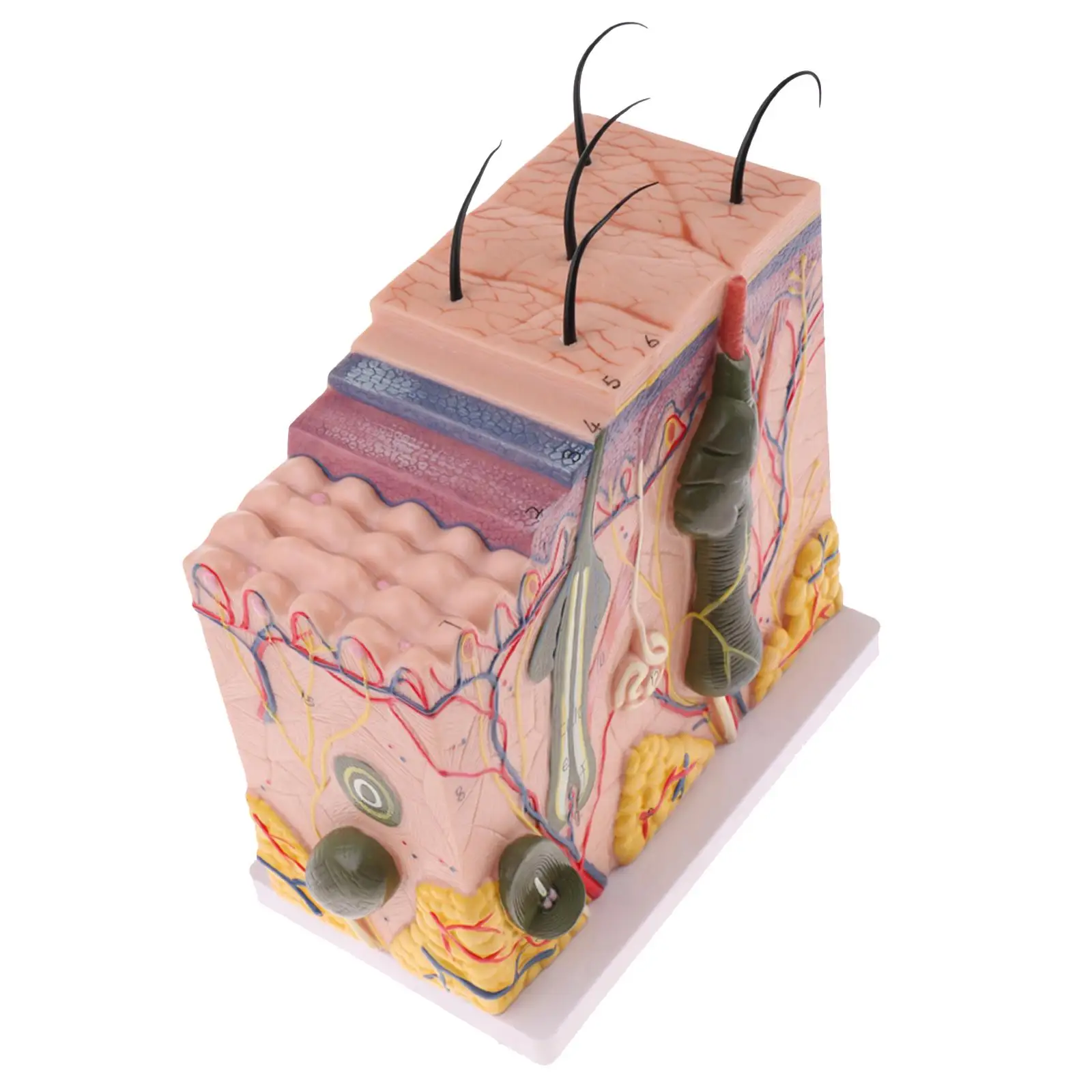 

1:50 Skin Tissue Model Subcutaneous Model Anatomy Science Biology Supplies Skin Structure Model