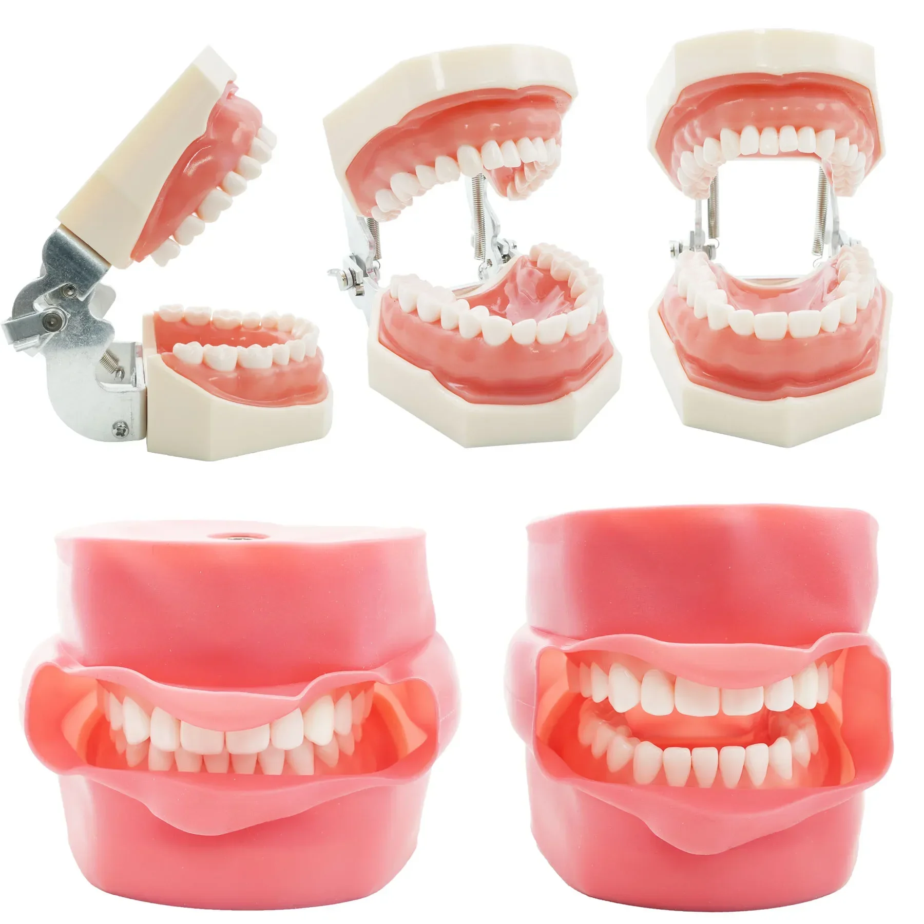 WELLCK Dental Model Practice Jaw Typodont Head Model