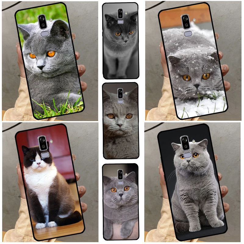 British Shorthair C… - image