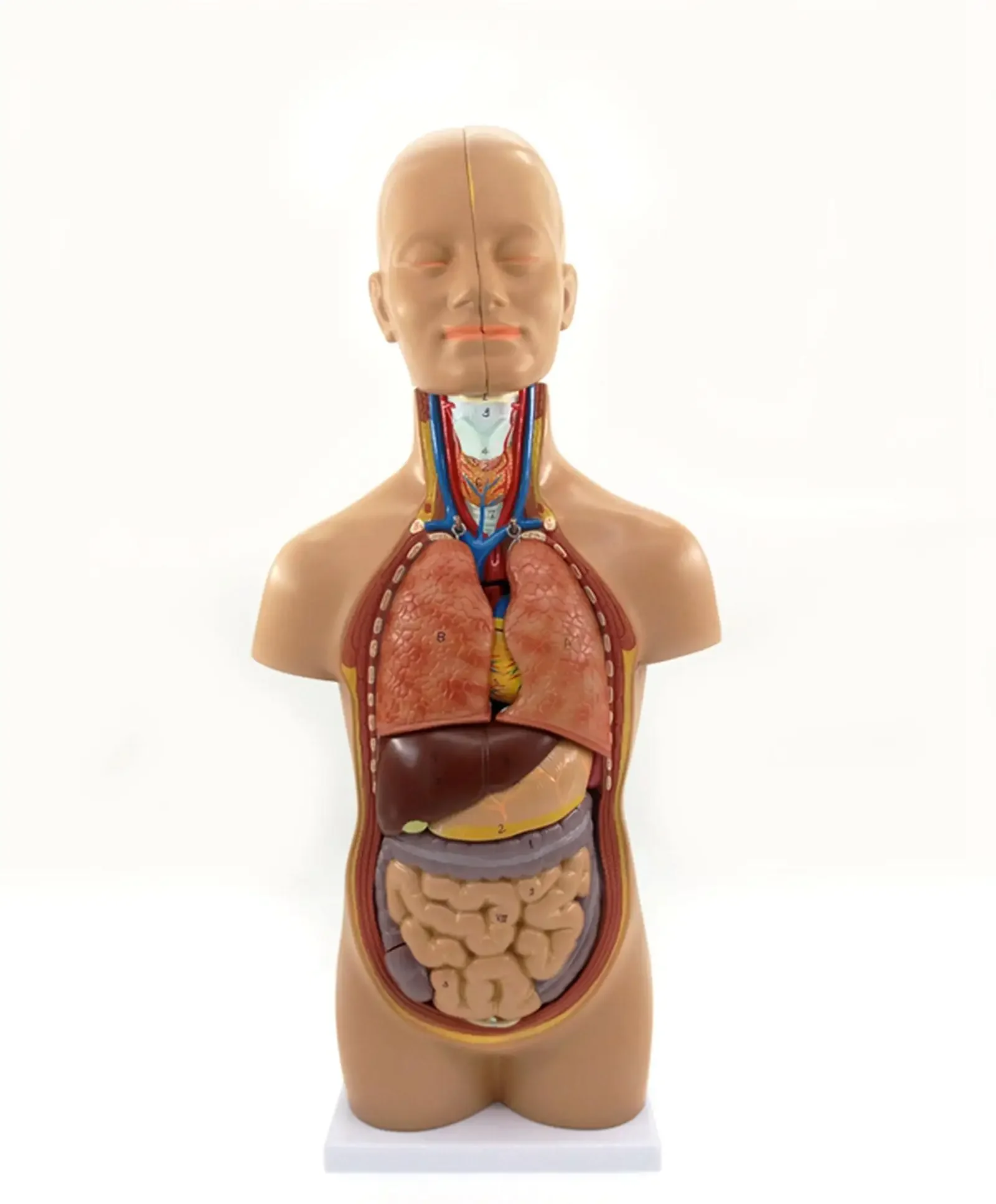 

PVC 50CM Height Anatomical Human Body Mini Torso Model 12 Parts Set Medical Science Easy to Install Teaching Resources
