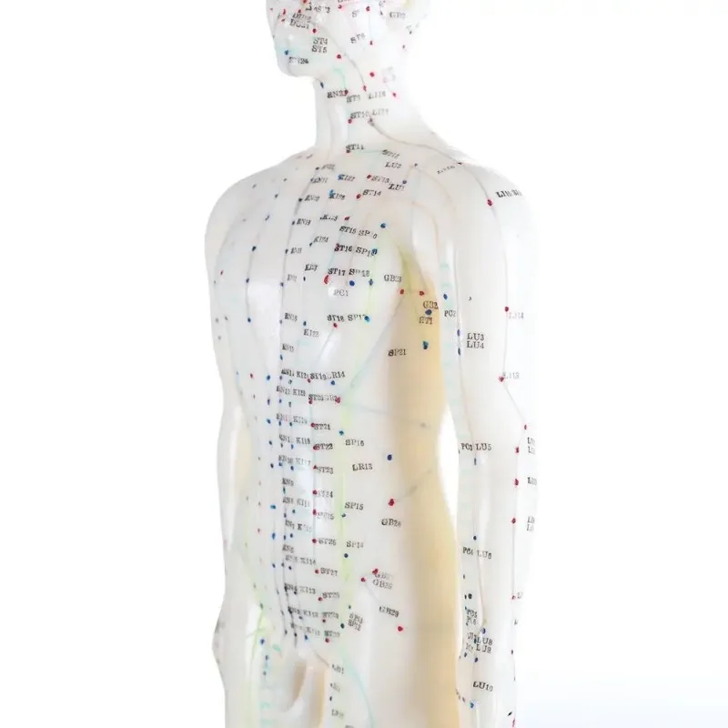 Acupuncture Manniquin Body Female Model PVC Male Human Acupuncture Model Acupoint Traditional Chinese Medicine Anatomical Models