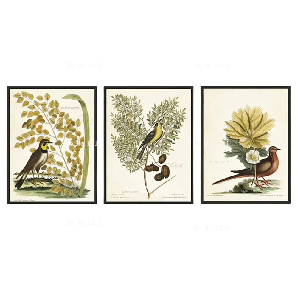 Vintage Birds Botanical Medicinal Plants Antique Book Natural History Floral Colorful Boho Canvas Wall Art