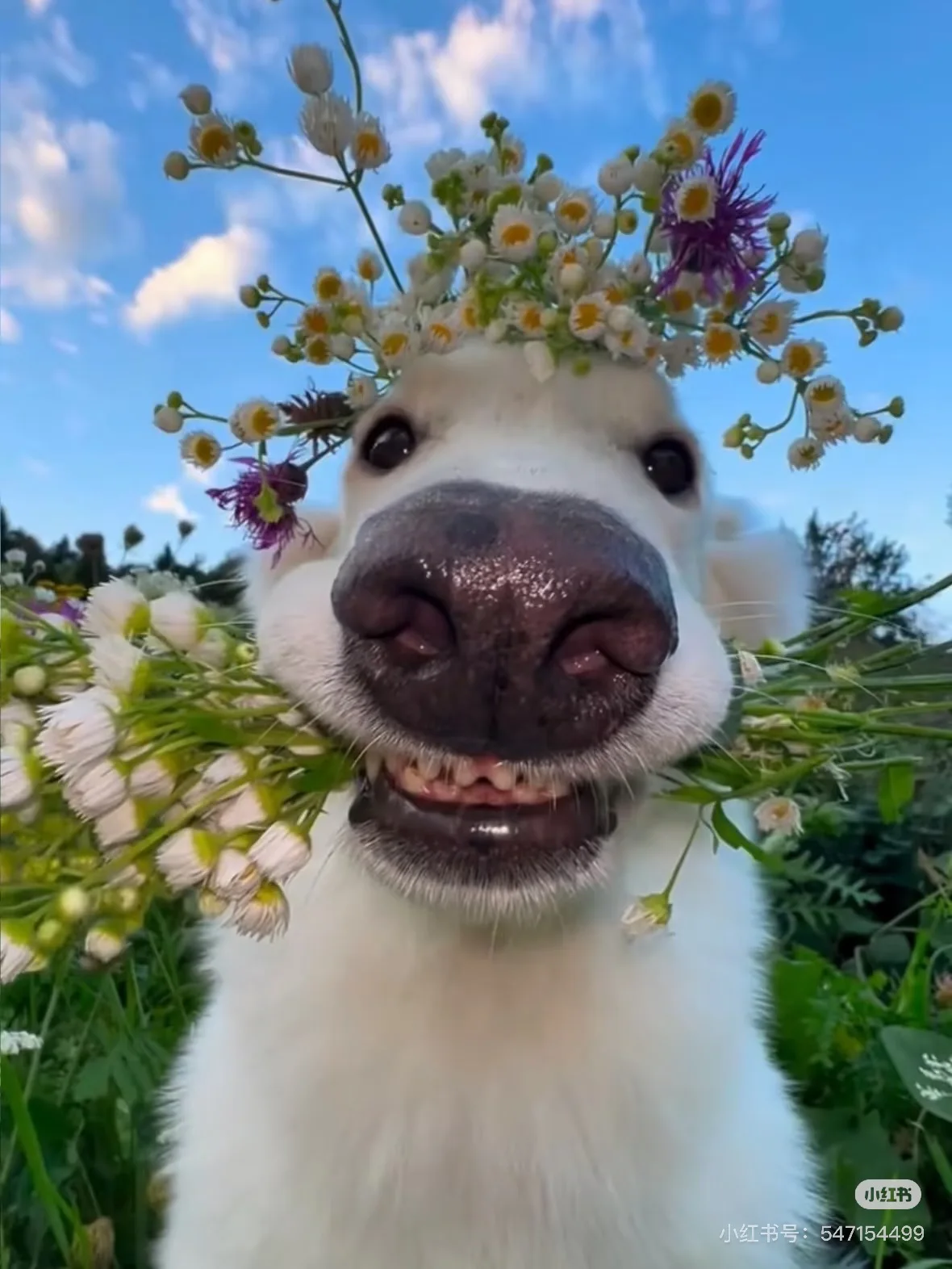 

Портативный Emtt Physio Magneto Therapy Magnetoterapia Облегчение боли PEMF Спортивная терапия травм Магнитотерапия Физиотерапевтический аппарат