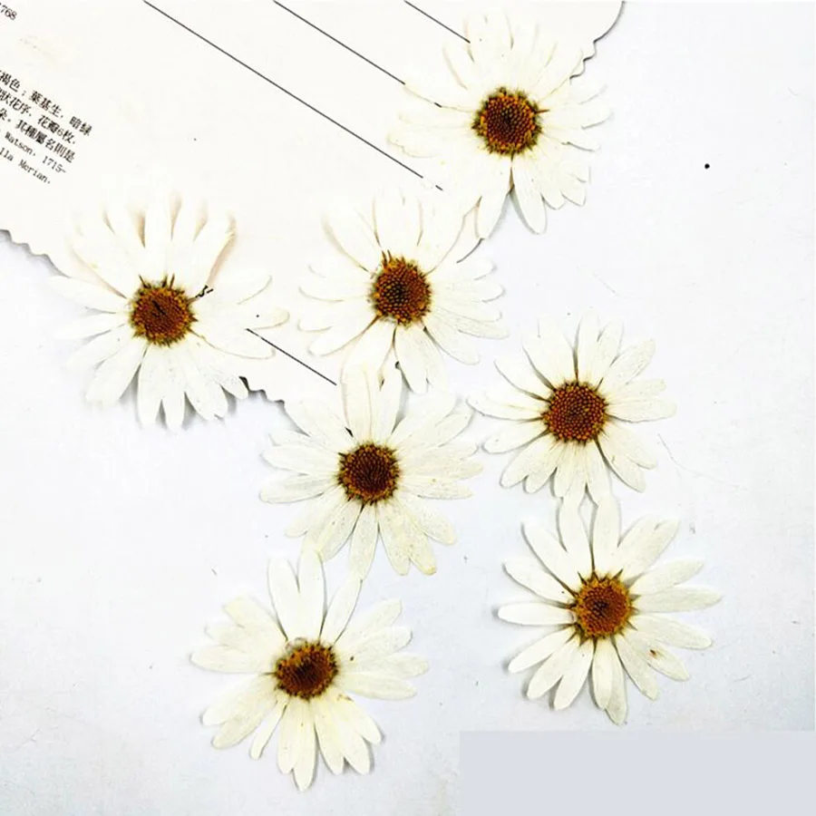 

60pcs Pressed Dried White Pericallis Hybrida Flower Plant Herbarium Jewelry Postcard Invitation Card Phone Case Bookmark DIY