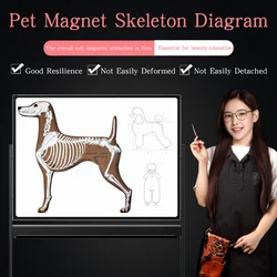 Pet Magnet Skeleton Picture Teaching Dog Magnetic Skeleton Wall Picture by Pet Beautician School