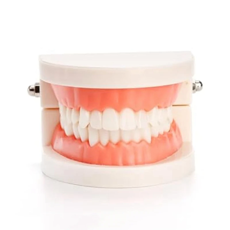 Teeth Model  Demonstration Model Set Kit For Study,Standard Plastic Mouth Model For Teaching,Dentist, Student