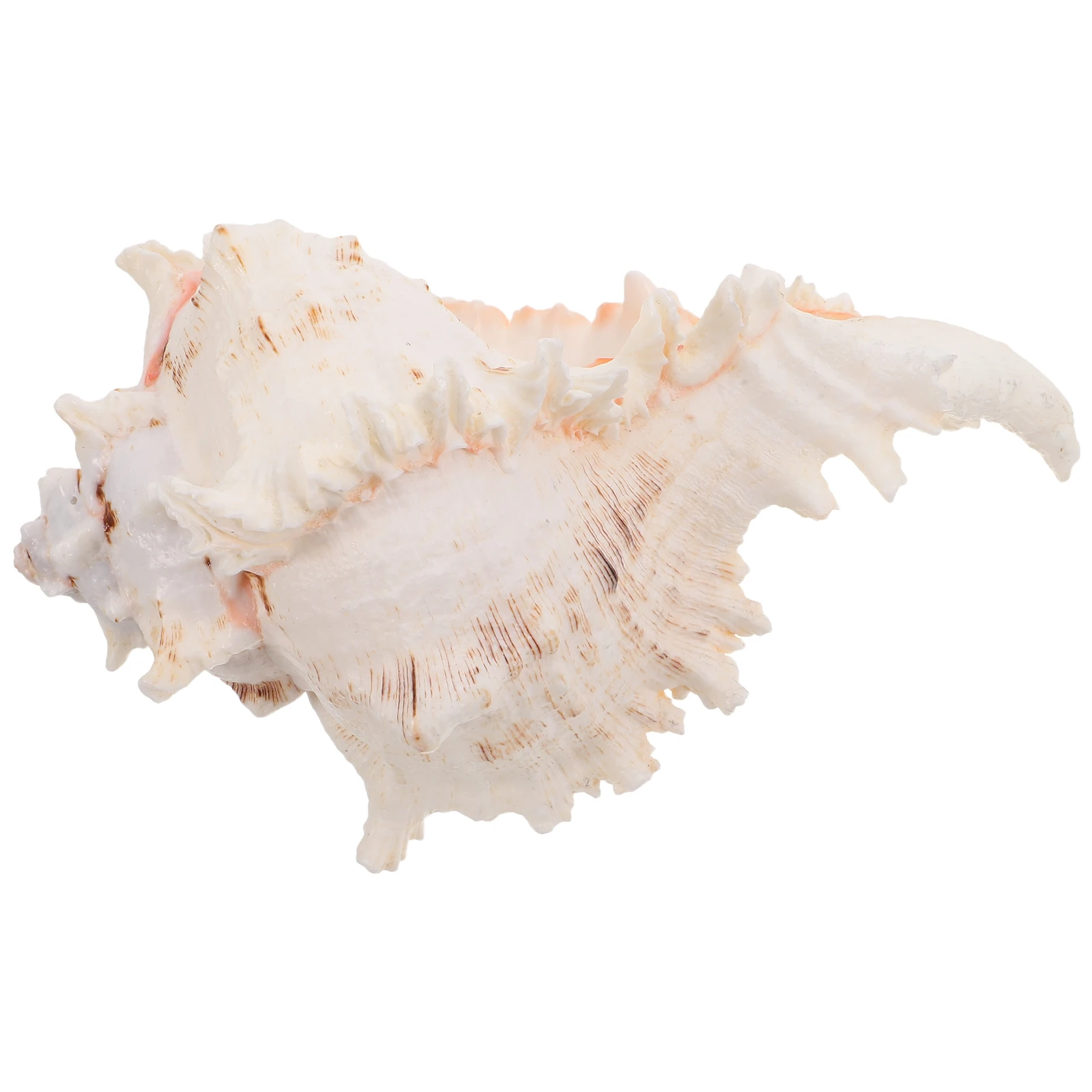

Large Natural Conch Shells Vase Filler Home Decor Beach Wedding Party Seashell Accessories Fish Tank Decoration Ocean Style