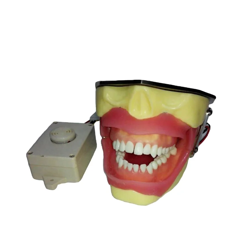 YTYIN Suprimentos Médicos Modelo de Estudo de Cirurgia Oral Modelo de Dentes Humanos Modelo de Educação de Ciências Médicas