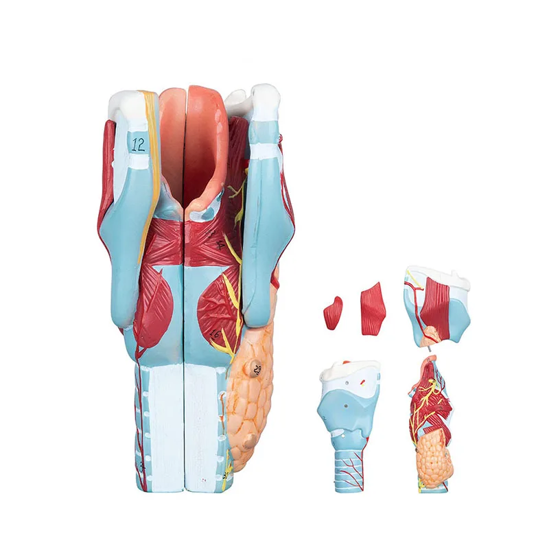 

2X увеличенная модель человеческого горла, 5 частей, модель аптексной ларингеальной структуры, анатомический образовательный инструмент