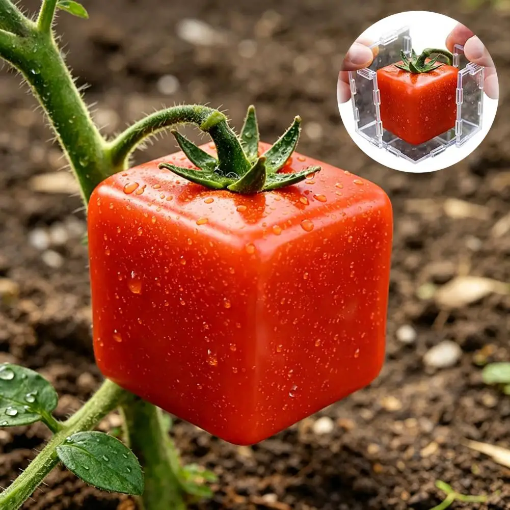 Reusable Transparent Plastic Fruit Shaping Mold for Growing Triangular Cubic Fruits Tomato Strawberry Pear Garden DIY