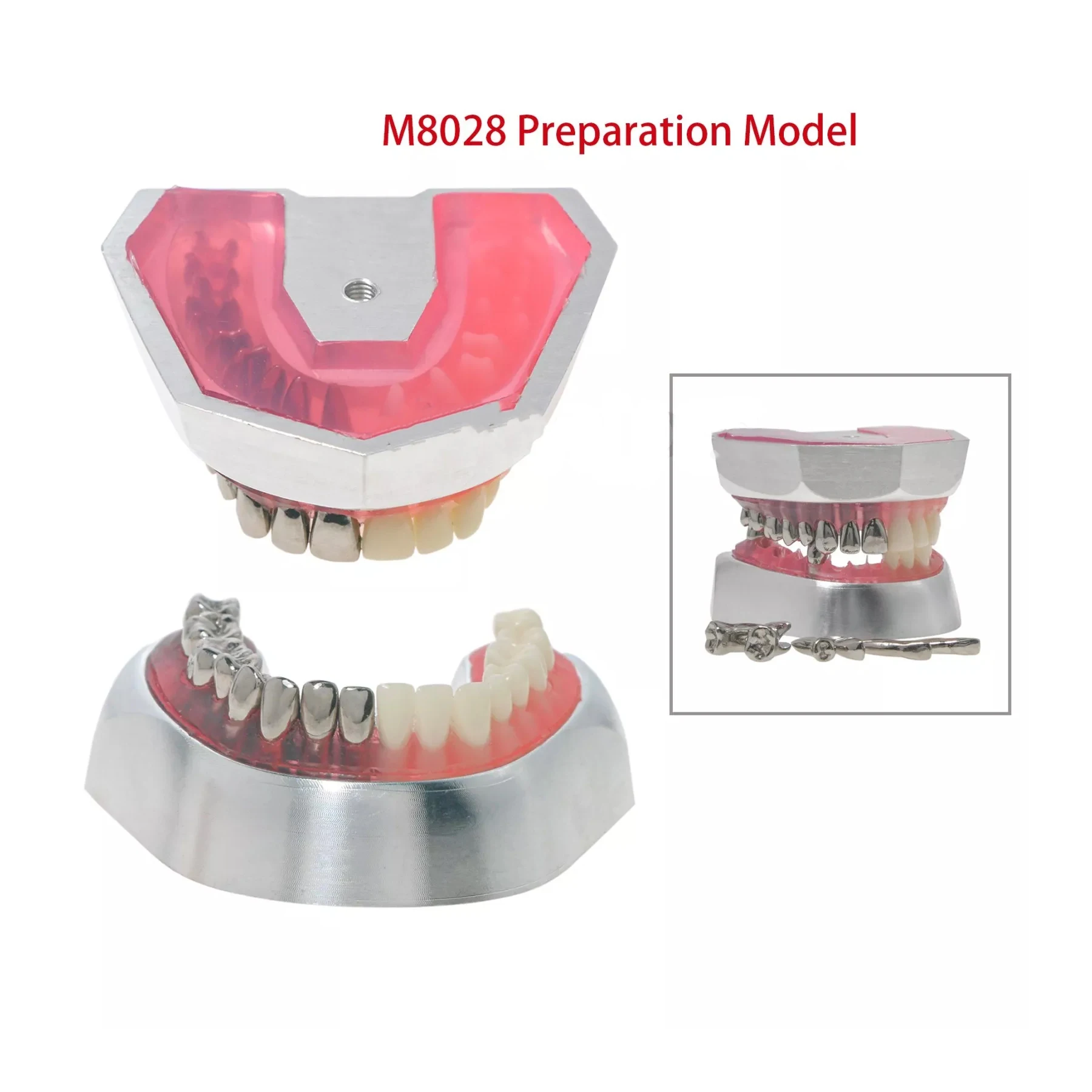 

8028 Dental Typodont Preparation Model Essential Training Tool for Practice 32PCS Detachable Teeth