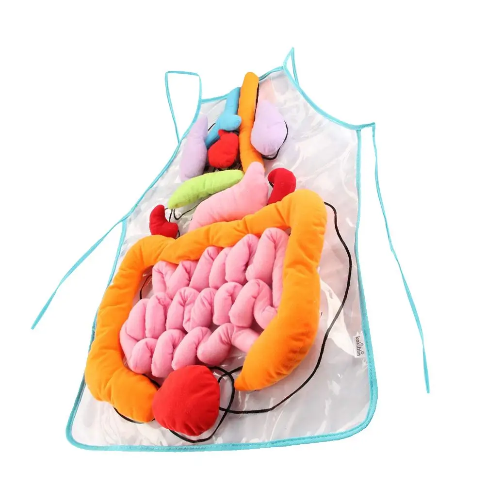 Grembiule umano Organo corporeo Organi Modello Sussidi didattici scolastici Anatomia Poliestere per l'educazione precoce