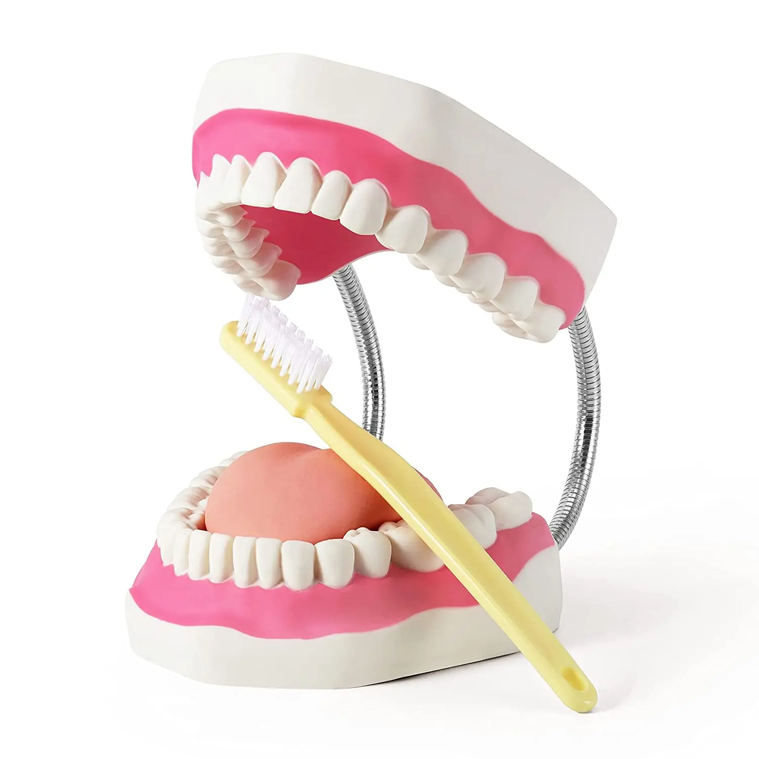 Large Anatomical Teeth Model 6 Times Dental Hygiene Teeth Models Dentist Teaching Oral Care Model with Detachable Tongue