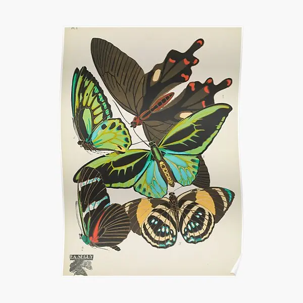 Vintage 1920S Butterfly Illustration By  Poster Room Funny Print Painting Picture Vintage Home Art Decoration Wall No Frame