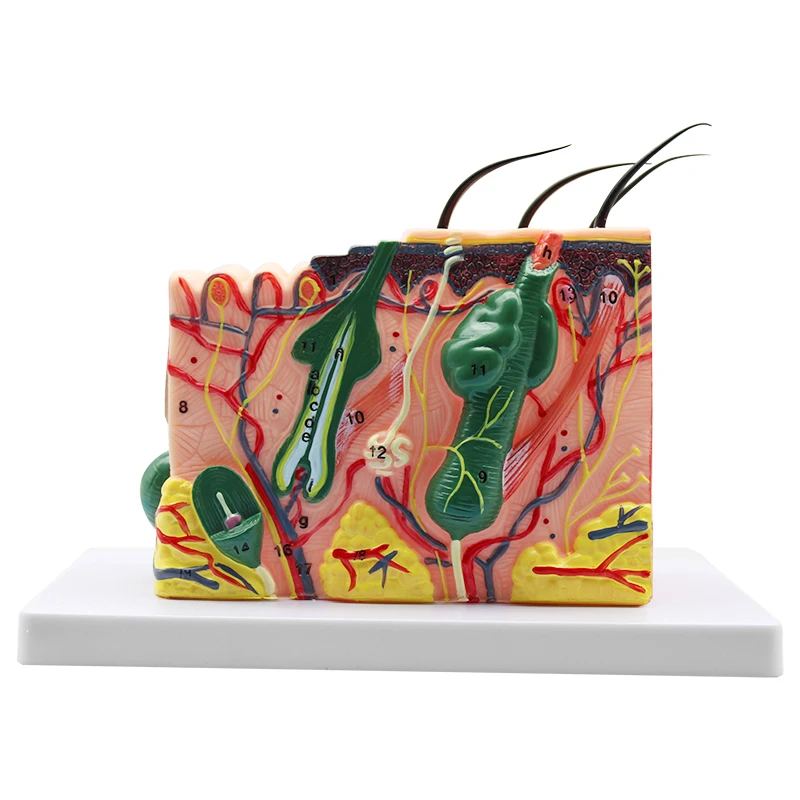 

Enlarged Anatomical Skin Layer Structure Model with Hair for Science Classroom Learning Teaching Display Medical Skin Marking