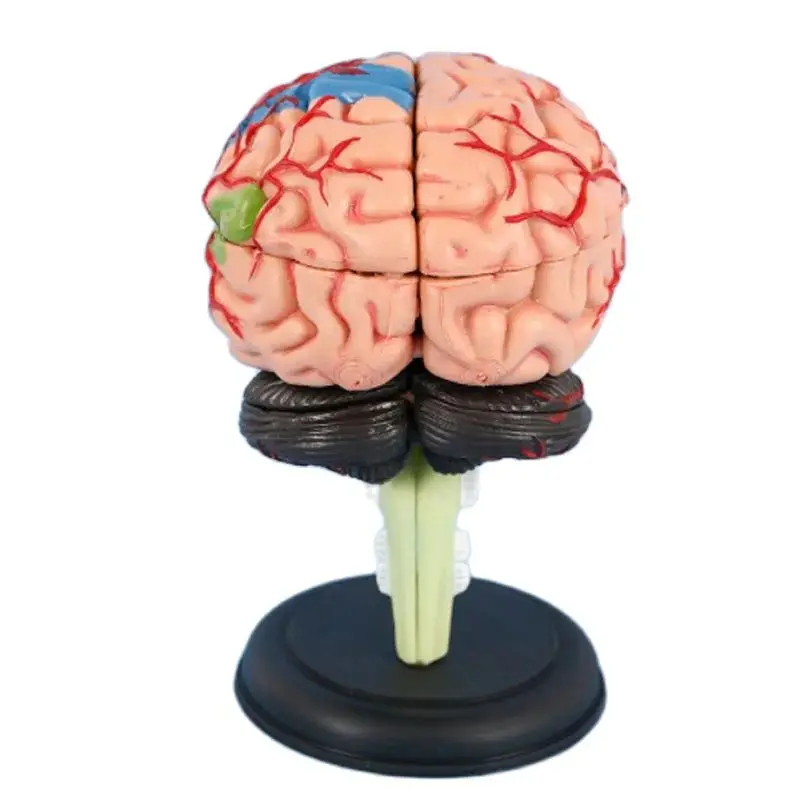 4D Mini Detachable Anatomical Brain Model Brain Model  Medical Teaching Tool Puzzle model