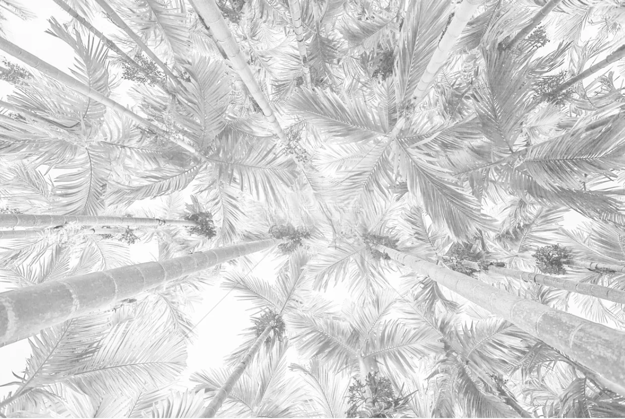Custom wallpaper black and white palm leaf background mural home decoration living room bedroom background decorative painting