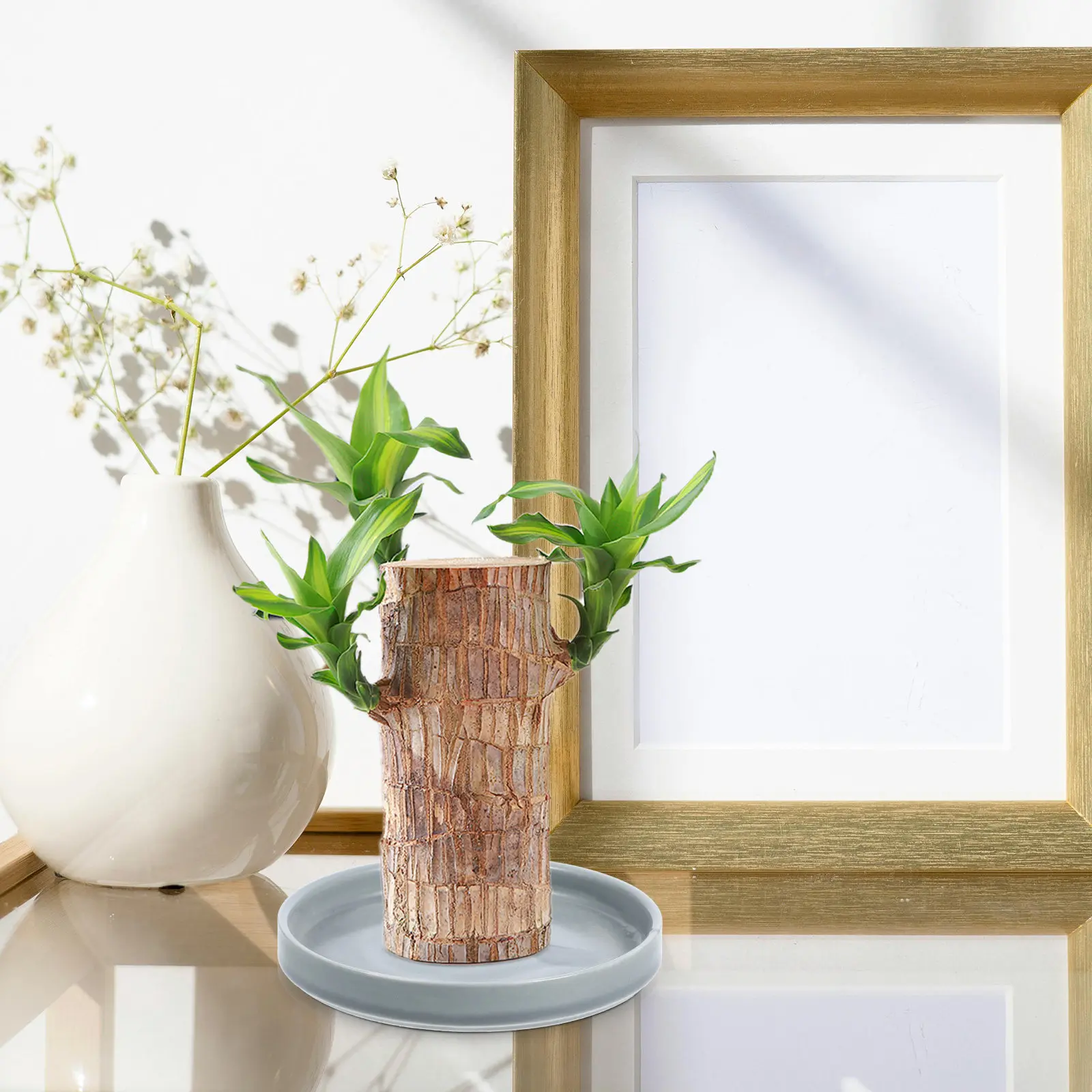 Ceramic Round Plants Saucer 4.5 Inch Water Catcher Tray for Healthy Plant Growth Brazilian Wood Succulents Bonsai Planter