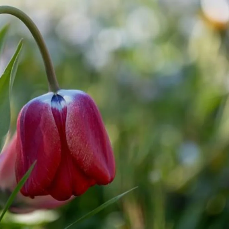 

Наборы инструментов для радиоуправления 18 в 1, плоскогубцы для отверток, шестигранная втулка, гаечный ключ, ремонтный ящик, набор для ремонта радиоуправляемых самолетов, радиоуправляемая модель автомобиля, игрушки