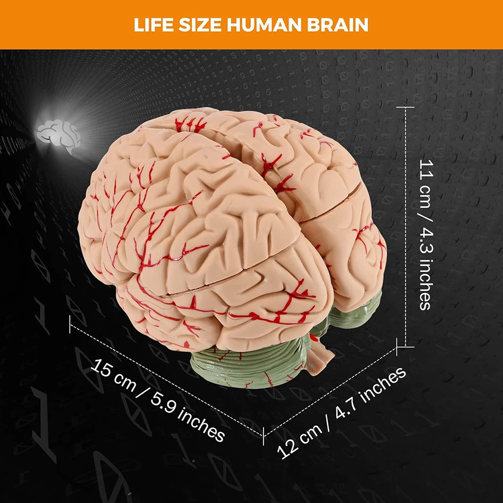 Human Brain Models for Teaching Neuroscience with Vessel Life Size Anatomy Models for Learning Science Display Medical Models